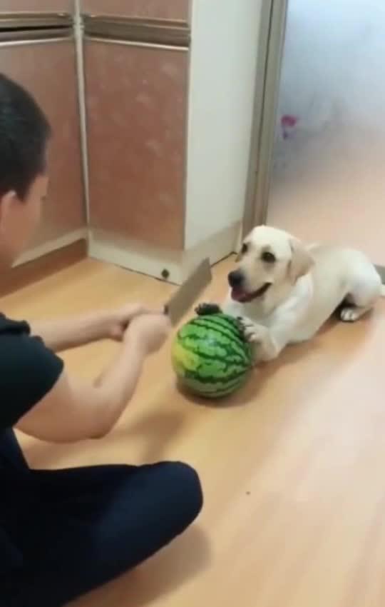 吃瓜群众的宝贝图片大全,吃瓜群众宝贝图片大全