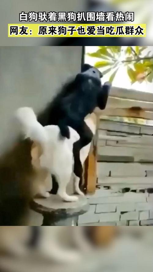 爱看吃瓜群众的狗叫什么,揭秘网络舆论场中的“犬吠效应”