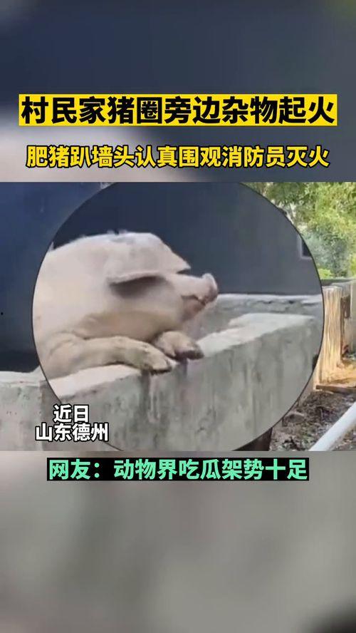 吃瓜群众的配合是什么动物,吃瓜群众配合下的动物狂欢